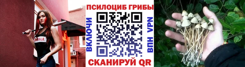 Купить закладки  Темников  Псилоцибиновые грибы мицелий 